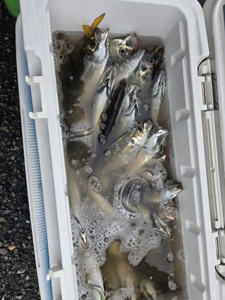 アジ