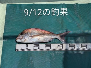 マダイ