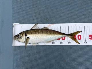 アジ