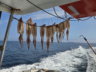 スルメイカ