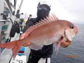 マダイ