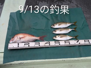 マダイ