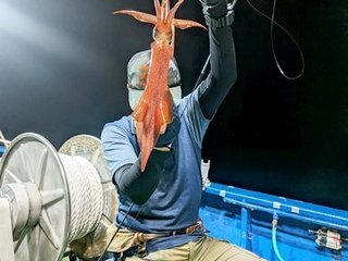 アオリイカ