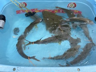 シオ