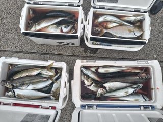 アジ