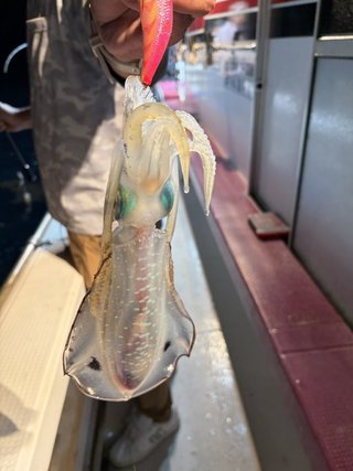 アオリイカ