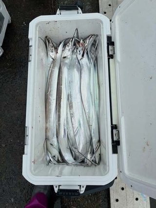 タチウオ