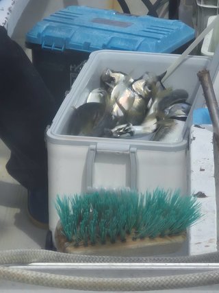 アジ