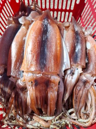 スルメイカ