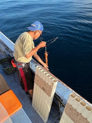 スルメイカ