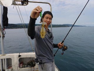 アオリ