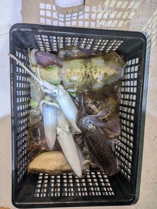 アオリイカ