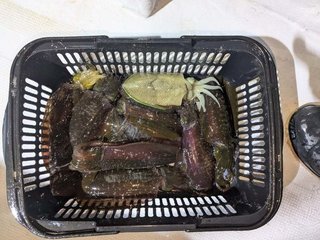 アオリイカ