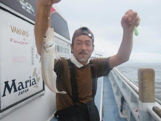 シロギス