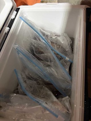 ムラサキイカ