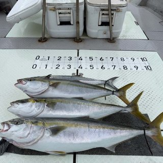 ハマチ