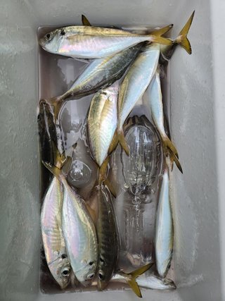 マアジ