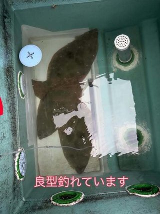 ヒラメ