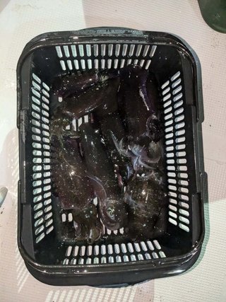 アオリイカ