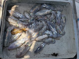 アオリイカ