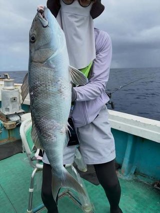 アオチビキ