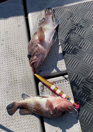 タヌキメバル