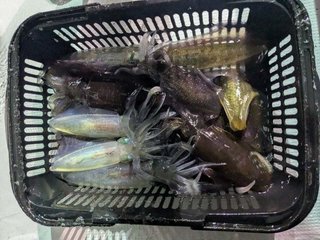 アオリイカ