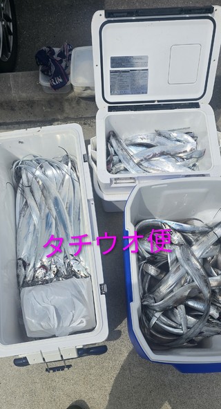 タチウオ