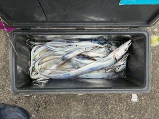 タチウオ