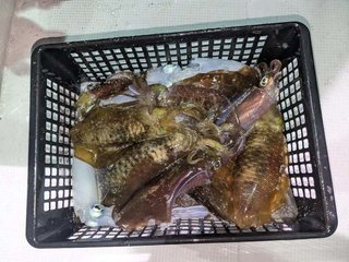 アオリイカ