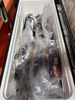 ムラサキイカ