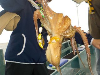 マダコ