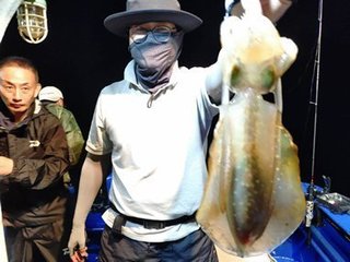 アオリイカ