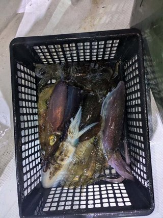 アオリイカ
