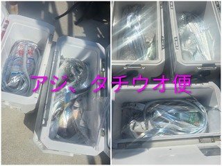 タチウオ