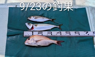 マダイ
