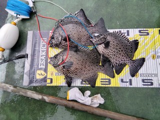 イシガキダイ