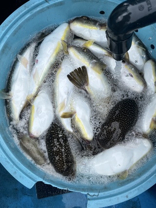 ショウサイフグ