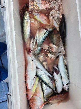 アマダイ