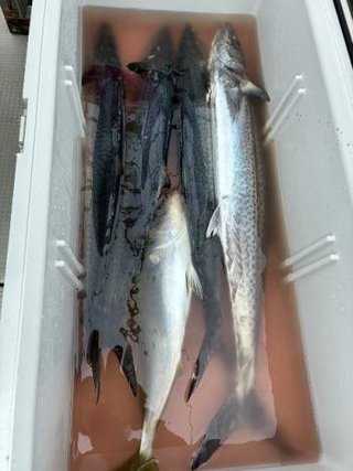 サワラ