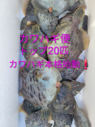 カワハギ