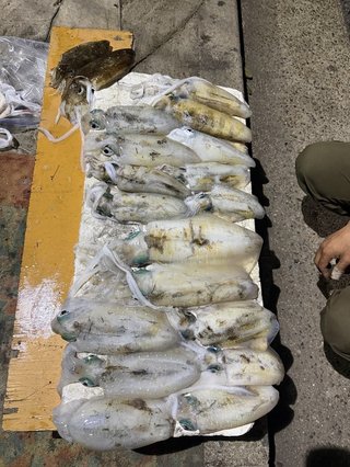 アオリイカ