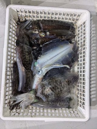 アオリイカ