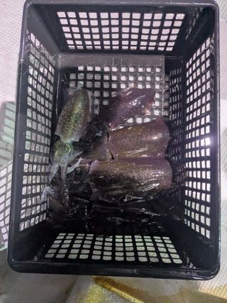 アオリイカ