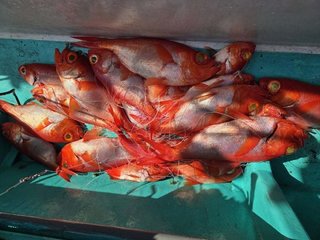 キンメ