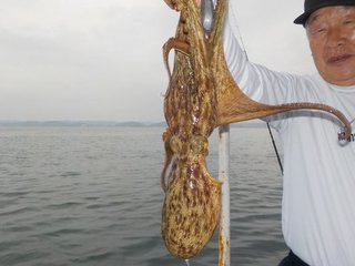 マダコ