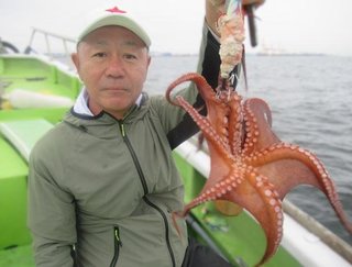 マダコ