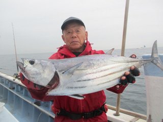 ホンガツオ