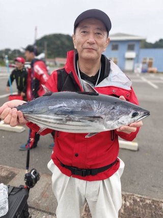 カツオ
