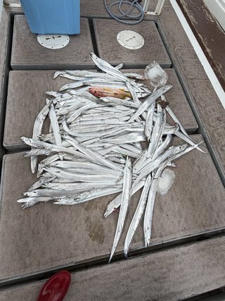 タチウオ